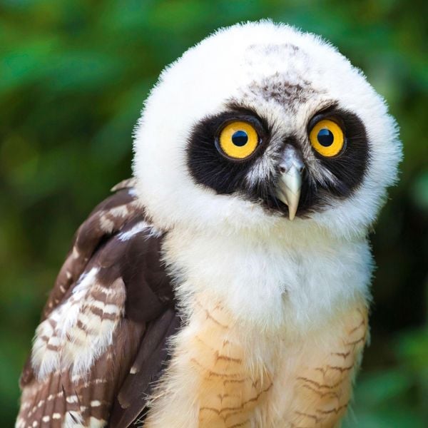 Produktbild: Magic Owls 2027