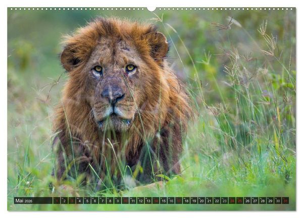 Produktbild: Kenia 2026 (hochwertiger Premium Wandkalender 2026 DIN A2 quer), Kunstdruck in Hochglanz