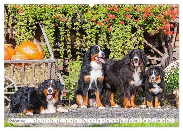 Produktbild: Berner Sennenhund - Ein Freund auf vier Pfoten (Wandkalender 2026 DIN A2 quer), CALVENDO Monatskalender