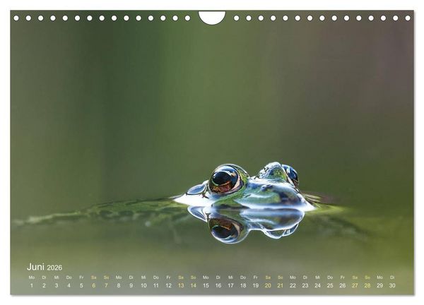 Produktbild: Fr&ouml;sche zum Verlieben (Wandkalender 2026 DIN A4 quer), CALVENDO Monatskalender