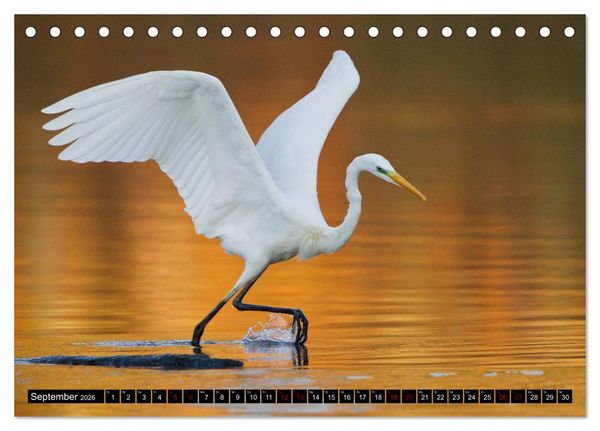 Produktbild: Eleganz in Wei&szlig; - Der Silberreiher (Tischkalender 2026 DIN A5 quer), CALVENDO Monatskalender
