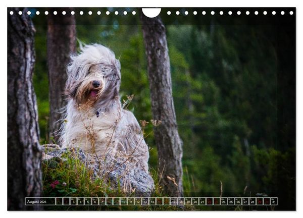 Produktbild: Bearded Collie, mein Freund (Wandkalender 2026 DIN A4 quer), CALVENDO Monatskalender