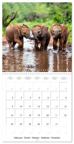 Produktbild: Baby Elephant Adventures (Wall Calendar 2026 12 &times; 12 Inch) CALVENDO 12 Month Wall Calendar