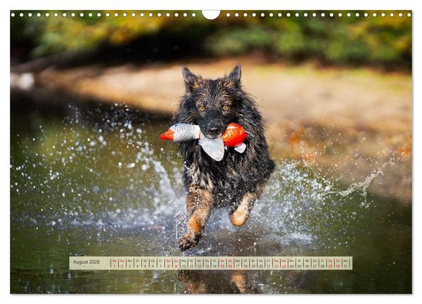 Produktbild: H&uuml;tehunde - H&uuml;ter der Herzen (Wandkalender 2026 DIN A3 quer), CALVENDO Monatskalender
