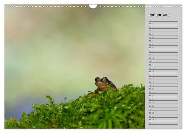 Produktbild: Salamander und Co. (Wandkalender 2026 DIN A3 quer), CALVENDO Monatskalender