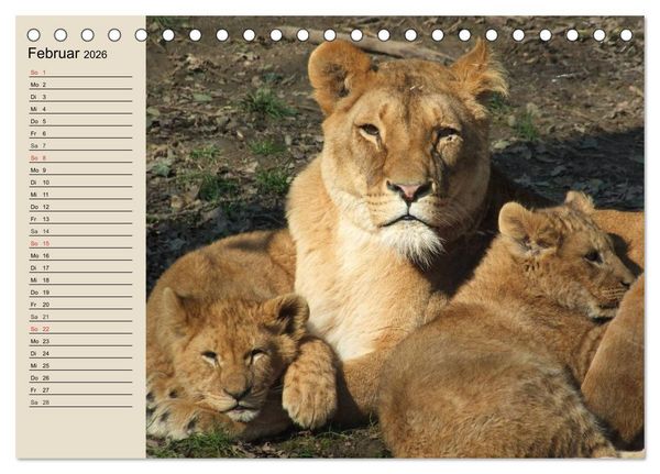 Produktbild: L&ouml;wen. Majest&auml;tische Kraft (Tischkalender 2026 DIN A5 quer), CALVENDO Monatskalender