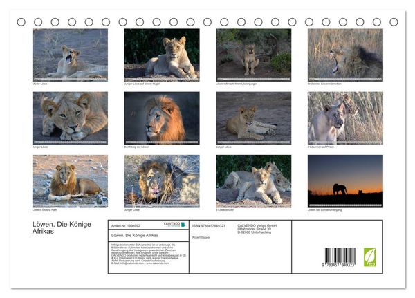 Produktbild: L&ouml;wen. Die K&ouml;nige Afrikas (Tischkalender 2026 DIN A5 quer), CALVENDO Monatskalender