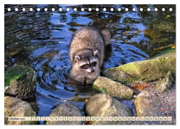 Produktbild: Waschb&auml;r - Niedlicher Allesfresser (Tischkalender 2026 DIN A5 quer), CALVENDO Monatskalender