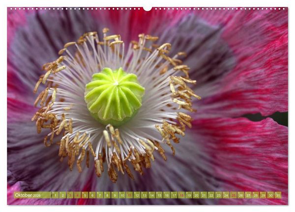 Produktbild: Mohn Tage (hochwertiger Premium Wandkalender 2026 DIN A2 quer), Kunstdruck in Hochglanz