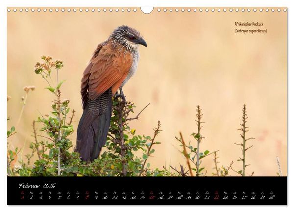 Produktbild: Faszination Afrika - wilde Tiere der Masai Mara - Kenia (Wandkalender 2026 DIN A3 quer), CALVENDO Monatskalender
