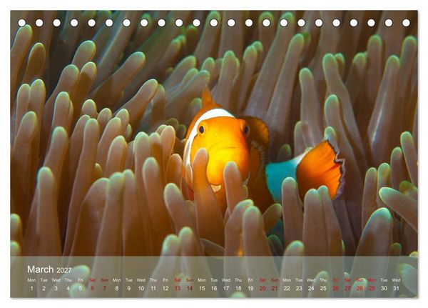 Produktbild: Anemonefish - always busy - always on the move (Desk Calendar 2027 DIN A5 landscape), CALVENDO 12 Month DeskCalendar