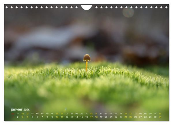Produktbild: Au c&oelig;ur d&rsquo;une nature color&eacute;e (Calendrier mural 2026 DIN A4 vertical), CALVENDO calendrier mensuel