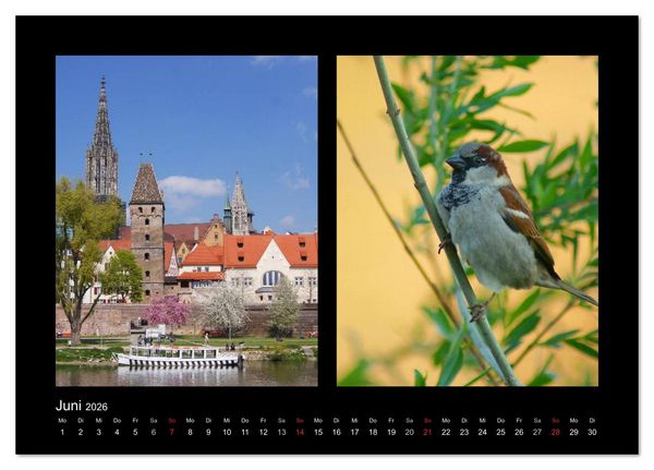 Produktbild: Ulmer Spatzen (Tischkalender 2026 DIN A5 quer), CALVENDO Monatskalender