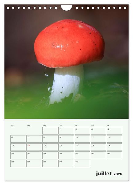 Produktbild: Champignons magiques - Beaut&eacute;s &eacute;ph&eacute;m&egrave;res (Calendrier mural 2026 DIN A4 horizontal), CALVENDO calendrier mensuel