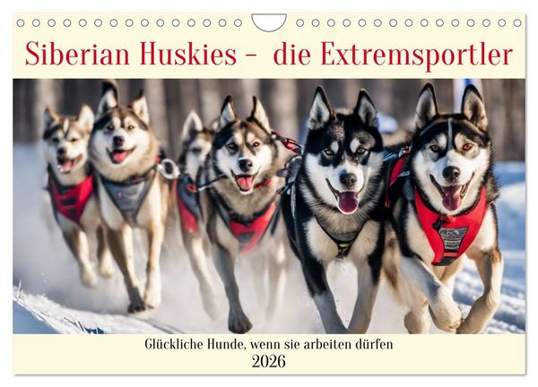 Produktbild: Siberian Huskies - die Extremsportler (Wandkalender 2026 DIN A4 quer), CALVENDO Monatskalender
