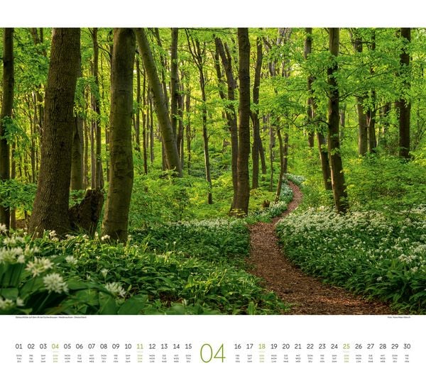 Produktbild: Wald Kalender 2027