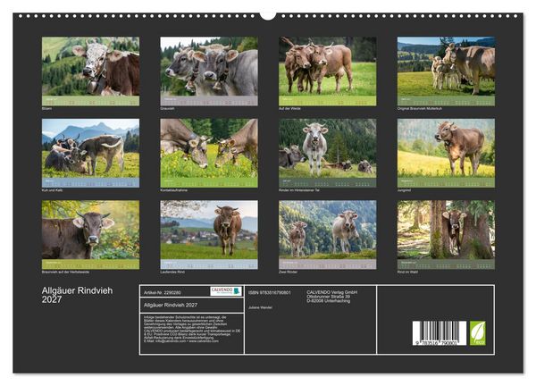 Produktbild: Allg&auml;uer Rindvieh 2027 (hochwertiger Premium Wandkalender 2027 DIN A2 quer), Kunstdruck in Hochglanz
