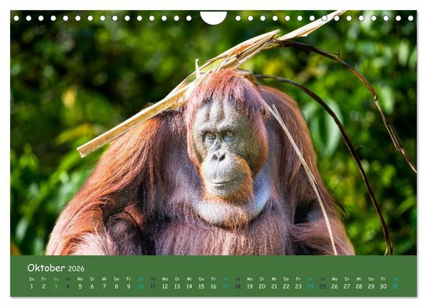 Produktbild: Orang Utans - Indonesien (Wandkalender 2026 DIN A4 quer), CALVENDO Monatskalender