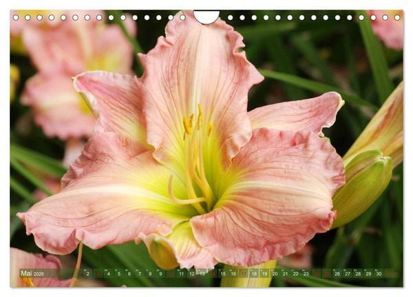 Produktbild: Taglilien im Garten (Wandkalender 2026 DIN A4 quer), CALVENDO Monatskalender