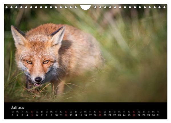 Produktbild: Rotf&uuml;chse (Wandkalender 2026 DIN A4 quer), CALVENDO Monatskalender