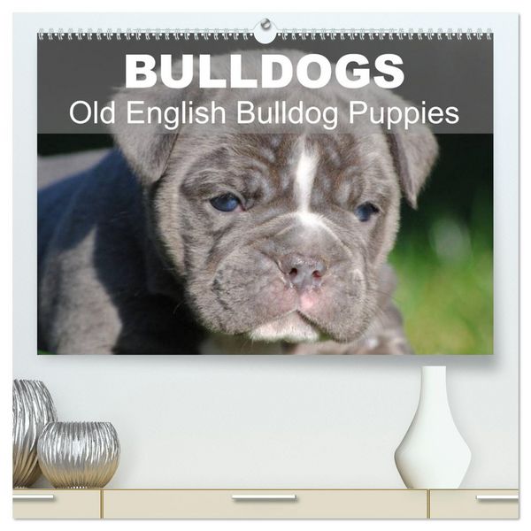 Produktbild: Bulldogs - Old English Bulldog Puppies (High Quality Premium Wall Calendar 2026 DIN A2 landscape),CALVENDO 12 Month Wall Calendar