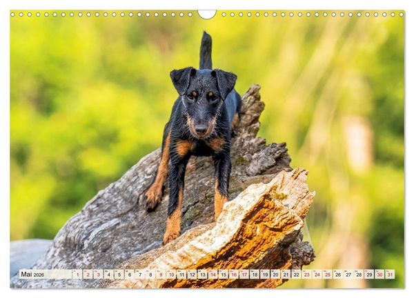 Produktbild: Deutscher Terrier - ein leidenschaftlicher J&auml;ger (Wandkalender 2026 DIN A3 quer), CALVENDO Monatskalender