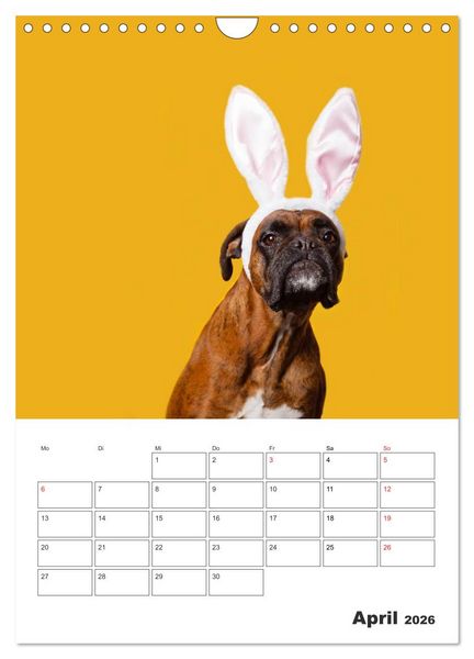 Produktbild: colorful world of boxer 2026 (Wandkalender 2026 DIN A4 hoch), CALVENDO Monatskalender