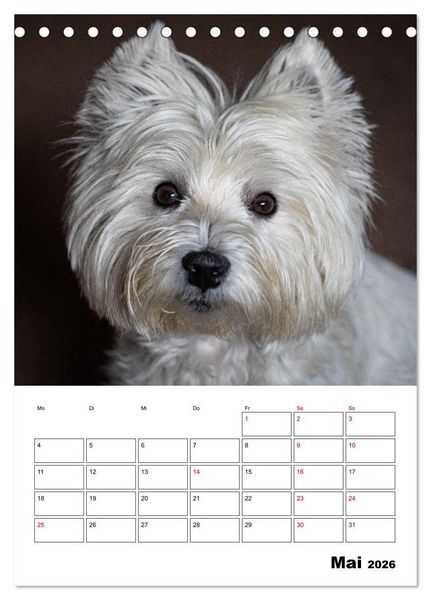 Produktbild: West Highland White Terrier - Herzensbrecher auf vier Pfoten (Tischkalender 2026 DIN A5 hoch), CALVENDO Monatskalender