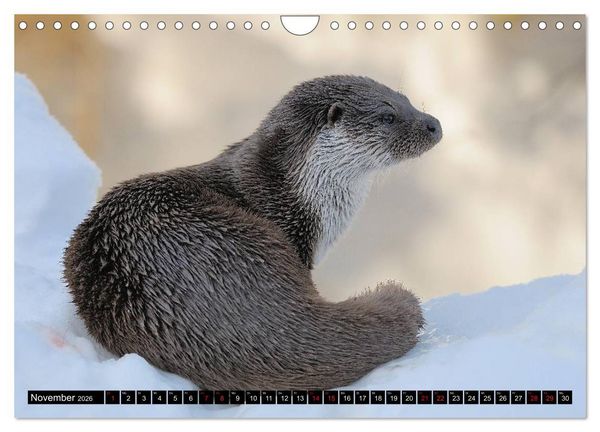Produktbild: Fischotter, flinke J&auml;ger (Wandkalender 2026 DIN A4 quer), CALVENDO Monatskalender