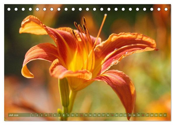 Produktbild: Taglilien im Garten (Tischkalender 2026 DIN A5 quer), CALVENDO Monatskalender