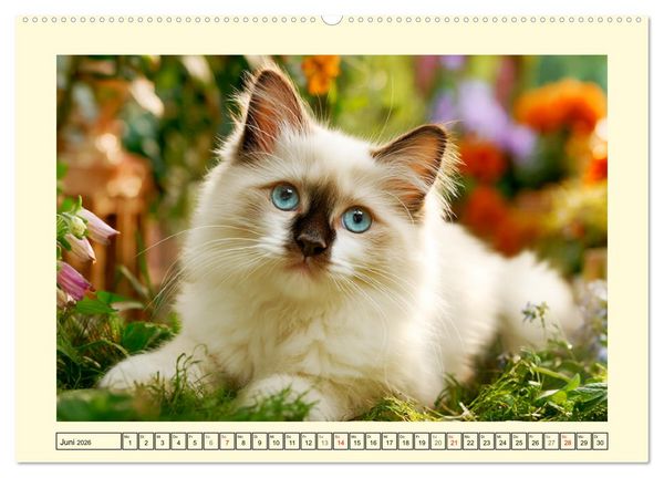 Produktbild: Liebliche Ragdolls. Katzen-Sch&ouml;nheiten in ihrer gr&uuml;nen Oase (Wandkalender 2026 DIN A2 quer), CALVENDO Monatskalender