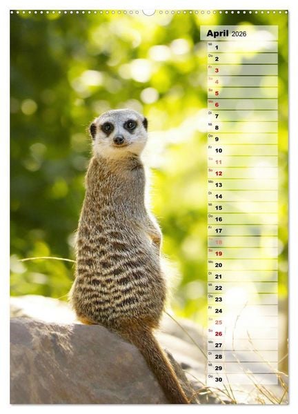 Produktbild: Erdm&auml;nnchen, putzige Kerlchen mit gro&szlig;en Knopfaugen (Wandkalender 2026 DIN A2 hoch), CALVENDO Monatskalender