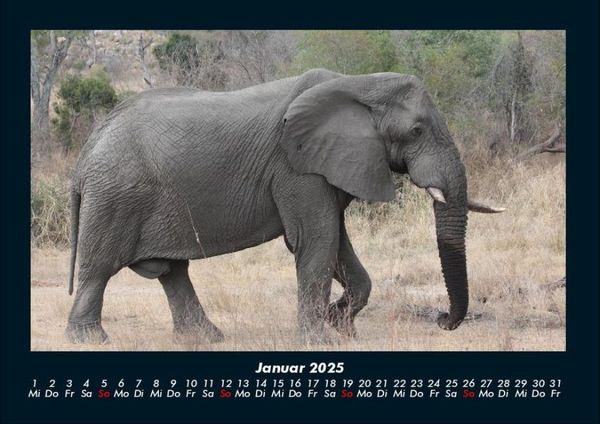 Produktbild: Elefanten - Die sanften Riesen Afrikas 2025 Fotokalender DIN A4