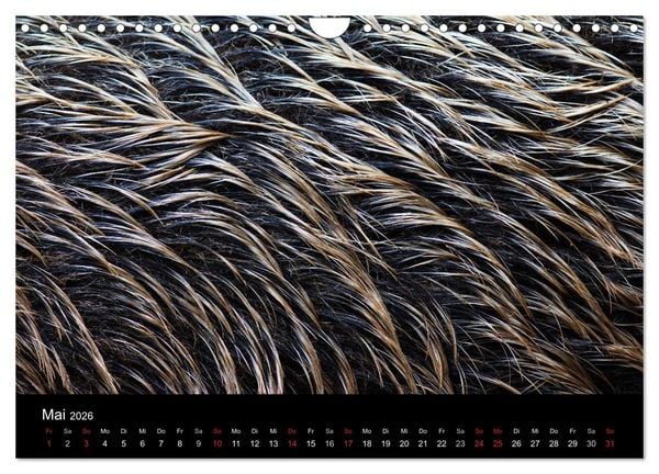 Produktbild: Wilde Wutzen. Das heimische Wildschwein (Wandkalender 2026 DIN A4 quer), CALVENDO Monatskalender