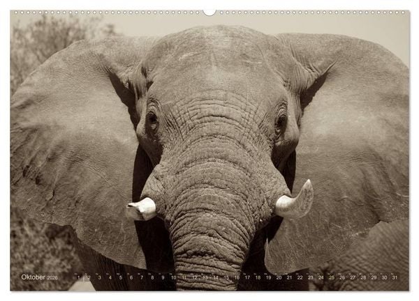 Produktbild: Botswana &ndash; Impressionen aus Afrika (hochwertiger Premium Wandkalender 2026 DIN A2 quer), Kunstdruck in Hochglanz