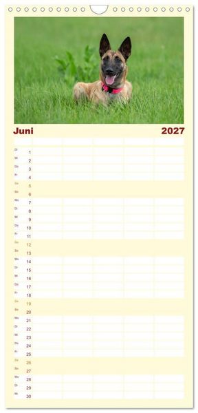 Produktbild: Familienplaner 2027 - Traumhund Malinois mit 5 Spalten (Wandkalender, 21 x 45 cm) CALVENDO