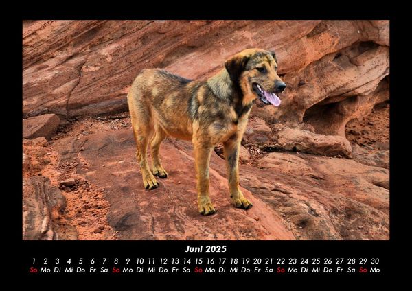 Produktbild: Hunde 2025 Fotokalender DIN A3