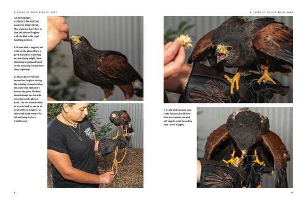 Produktbild: Falconry