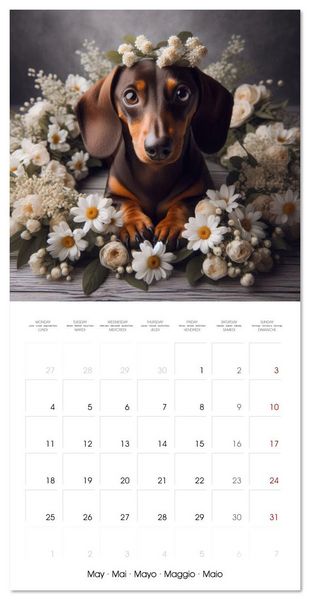 Produktbild: Dachshund Joy and Flower Beauty (Wall Calendar 2026 12 &times; 12 Inch) CALVENDO 12 Month Wall Calendar