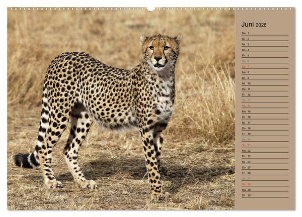 Produktbild: Geparden - Ein Leben in Afrika (hochwertiger Premium Wandkalender 2026 DIN A2 quer), Kunstdruck in Hochglanz