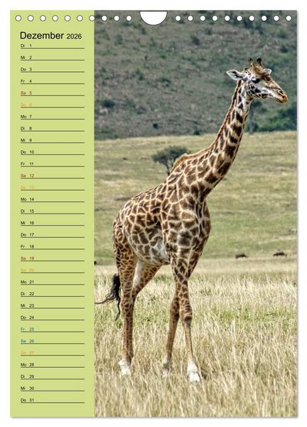 Produktbild: Giraffen. Voller Stolz und Grazie (Wandkalender 2026 DIN A4 hoch), CALVENDO Monatskalender
