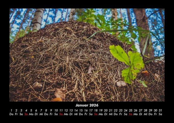 Produktbild: Waldzauber 2026 Fotokalender DIN A3