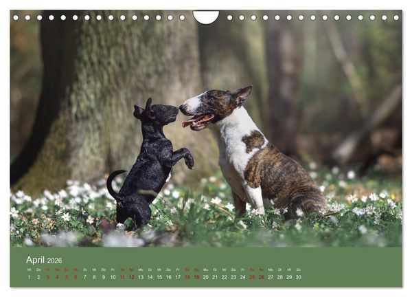 Produktbild: Fantastische Bullterrier - Sieger im Herzen (Wandkalender 2026 DIN A4 quer), CALVENDO Monatskalender