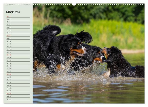 Produktbild: Berner Sennenhunde in Action (hochwertiger Premium Wandkalender 2026 DIN A2 quer), Kunstdruck in Hochglanz