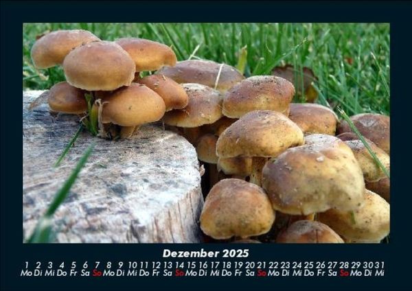 Produktbild: Pilzkalender 2025 Fotokalender DIN A5