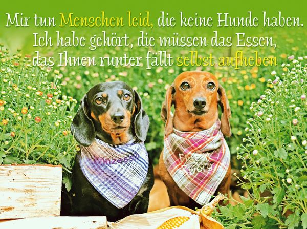 Produktbild: CALVENDO Puzzle Zwei Kurzhaar-Dackel mit karierten Halst&uuml;chern sitzen nebeneinander im Garten | 2000 Teile Lege-Gr&ouml;&szlig;e 90x67cm Foto-Puzzle f&uuml;r gl&uuml;cklic
