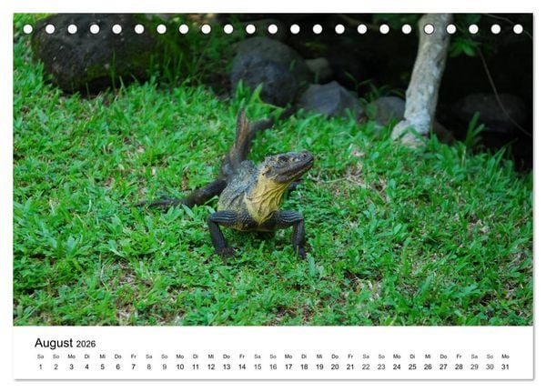 Produktbild: Faszination - Echsen (Tischkalender 2026 DIN A5 quer), CALVENDO Monatskalender