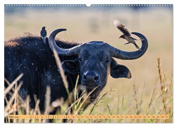 Produktbild: Magische Momente aus Kenia (Wandkalender 2026 DIN A2 quer), CALVENDO Monatskalender