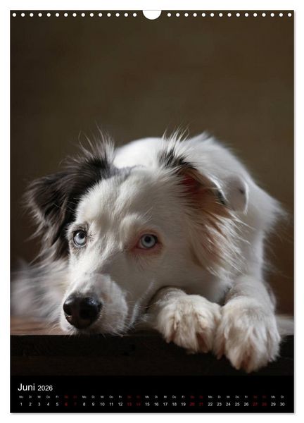 Produktbild: Geliebte Aussies - Australian Shepherds im Portrait (Wandkalender 2026 DIN A3 hoch), CALVENDO Monatskalender