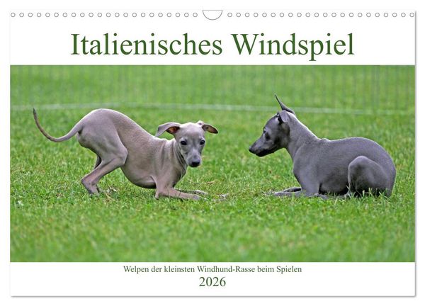 Produktbild: Italienisches Windspiel (Wandkalender 2026 DIN A3 quer), CALVENDO Monatskalender